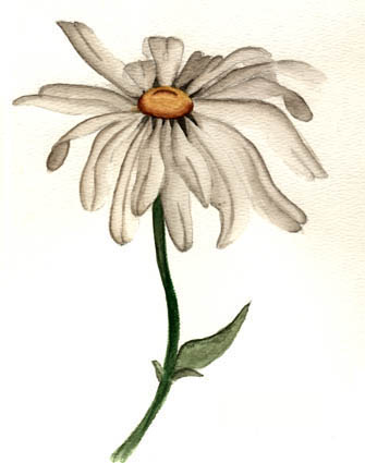 daisy72.jpg (20224 bytes)