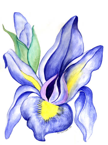 iris72.jpg (38403 bytes)
