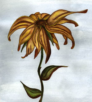 sunflower72.jpg (25285 bytes)